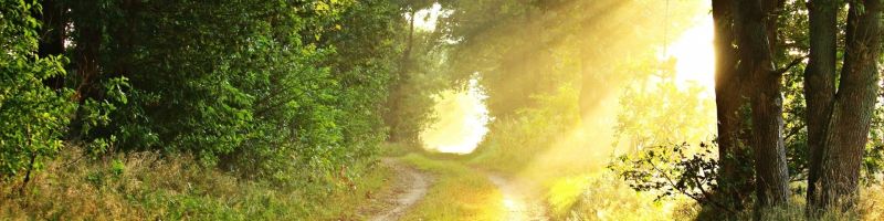 baume blatter draussen 209756(1)